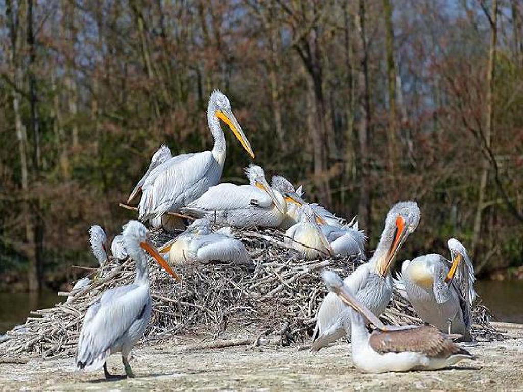 101PARC AUX OISEAUX DANS L AIN 2016 1_000030.jpg